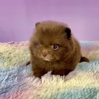 Chocolate girl, a female Pomeranian for sale in Brentwood, CA – 4 of 5