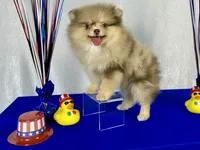 Nikola, a male Pomeranian for sale in Oakley, CA – 2 of 5