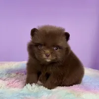 Chocolate girl, a female Pomeranian for sale in Brentwood, CA – 3 of 5