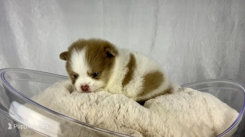 Lilac merle parti female – Pomeranian puppy for sale in Oakley, CA