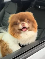 Nikola, a male Pomeranian for sale in Oakley, CA – 4 of 5