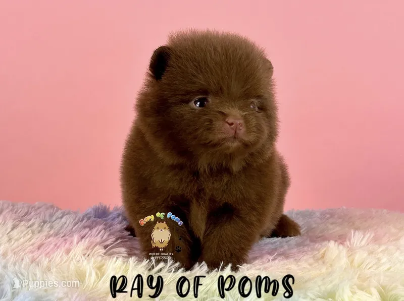 Chocolate girl – Pomeranian puppy for sale in Oakley, CA