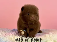 Chocolate girl, a female Pomeranian for sale in Oakley, CA – 1 of 1