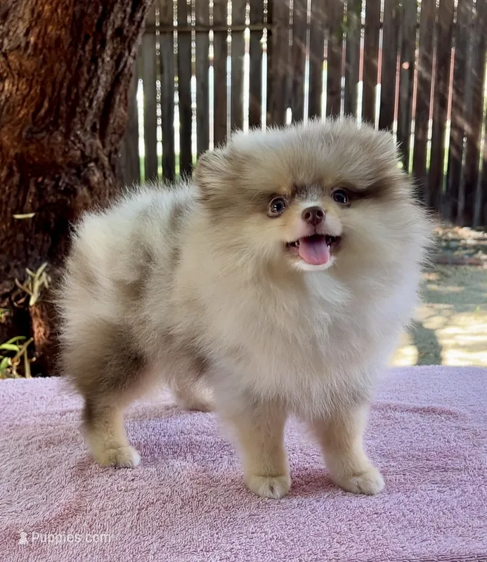 Nikola – Pomeranian puppy for sale in Oakley, CA