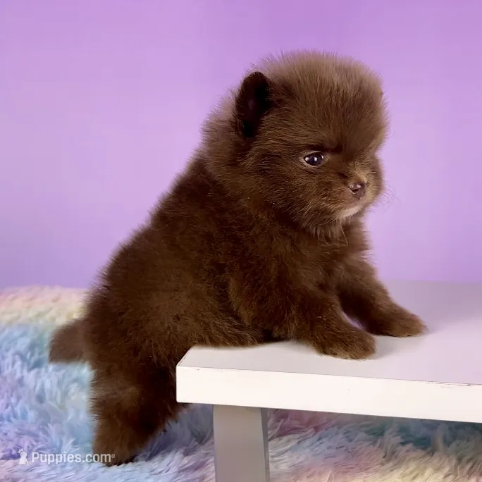 Chocolate girl – Pomeranian puppy for sale in Oakley, CA