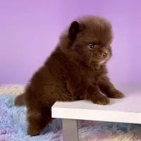 Chocolate girl, a female Pomeranian for sale in Brentwood, CA – 1 of 5