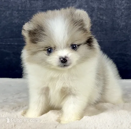Black merle parti female  – Pomeranian puppy for sale in Oakley, CA