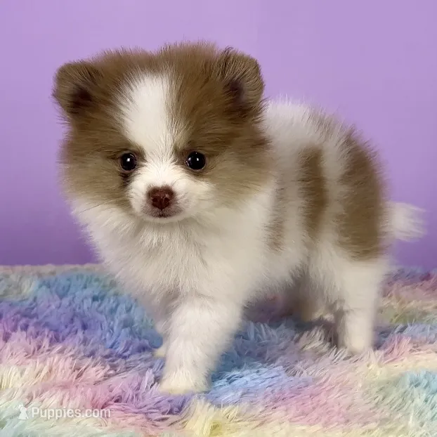 Lilac merle parti female – Pomeranian puppy for sale in Oakley, CA
