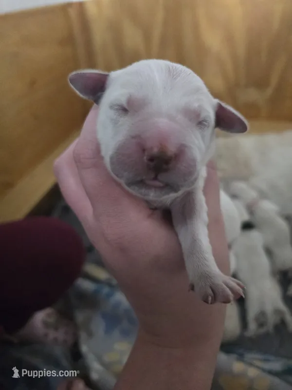Jessie's boy – English Cream Golden Retriever puppy for sale in Pasco, WA