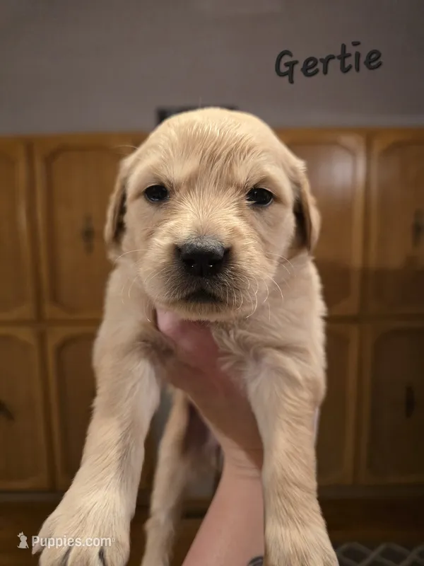 Gertrude "Gertie" (Red)