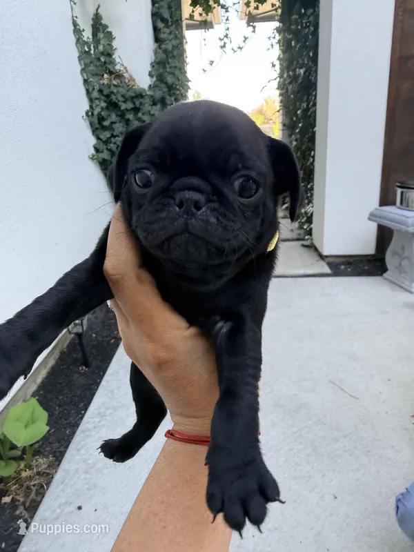 Cosmo  – Pug puppy for sale in Meridian, ID