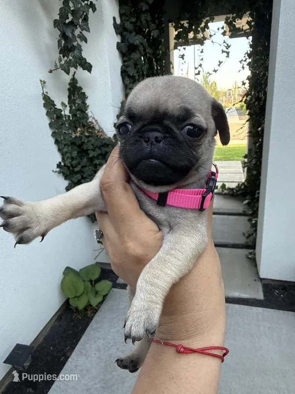 Bowie  – Pug puppy for sale in Meridian, ID