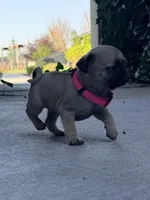 Bowie , a female Pug for sale in Meridian, ID – Photo 2 of 4