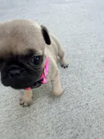 Bowie , a female Pug for sale in Meridian, ID – Photo 3 of 4