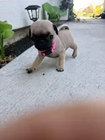 Bowie , a female Pug for sale in Meridian, ID – Photo 4 of 4