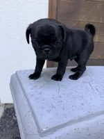Doom , a male Pug for sale in Meridian, ID – 3 of 3