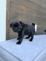 Doom , a male Pug for sale in Meridian, ID – 2 of 3