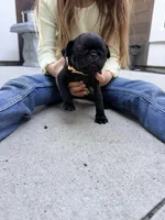 Taco, a male Pug for sale in Meridian, ID – 3 of 3