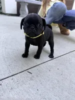 Taco, a male Pug for sale in Meridian, ID – 2 of 3