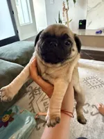 Steak, a male Pug for sale in Meridian, ID – Photo 1 of 4