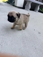Steak, a male Pug for sale in Meridian, ID – Photo 4 of 4