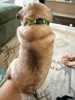 Steak, a male Pug for sale in Meridian, ID – Photo 2 of 4