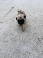 Steak, a male Pug for sale in Meridian, ID – Photo 3 of 4