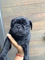 Ozzie, a male Pug for sale in Meridian, ID – Photo 2 of 4