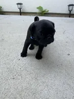 Ozzie, a male Pug for sale in Meridian, ID – Photo 1 of 4