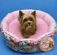 Willow, a female Yorkshire Terrier for sale in Knoxville, TN – 3 of 6