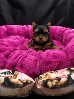 Pixie, a female Yorkshire Terrier for sale in Knoxville, TN – 2 of 2