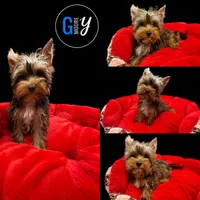 Knox, a male Yorkshire Terrier for sale in Knoxville, TN – 2 of 7