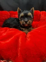Louie, a male Yorkshire Terrier for sale in Knoxville, TN – 2 of 2