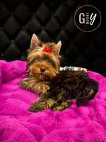 Hazel, a female Yorkshire Terrier for sale in Knoxville, TN – 4 of 7