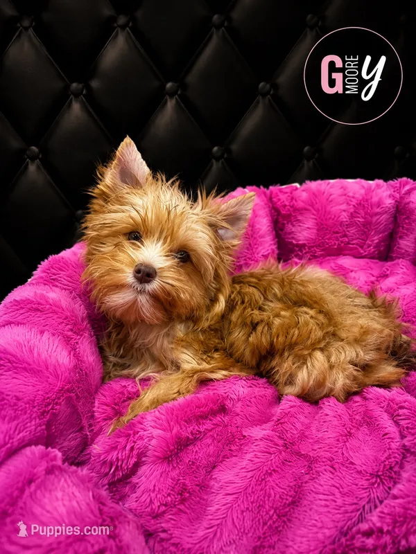 Willow – Yorkshire Terrier puppy for sale in Knoxville, TN