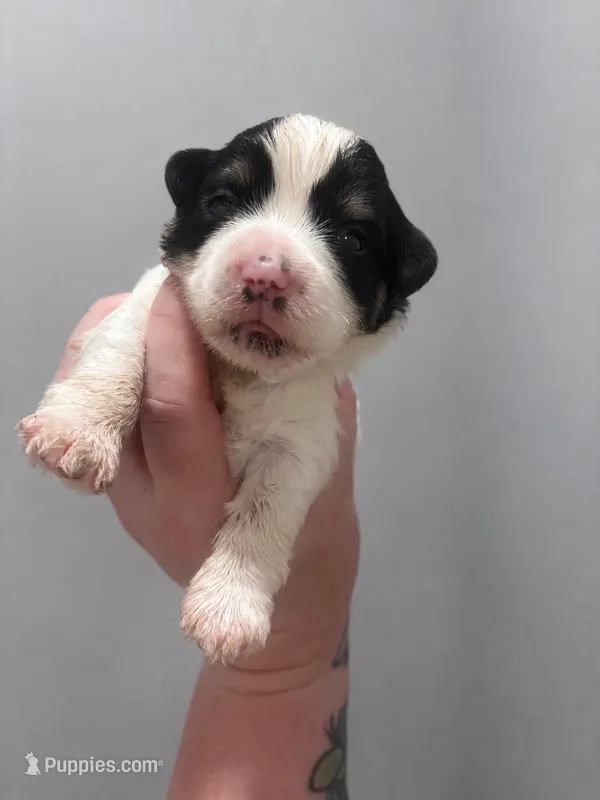 Oreo – Yorkshire Terrier puppy for sale in Knoxville, TN