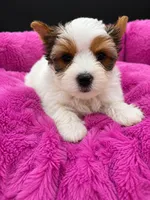 Pennie, a female Yorkshire Terrier for sale in Knoxville, TN – 1 of 1