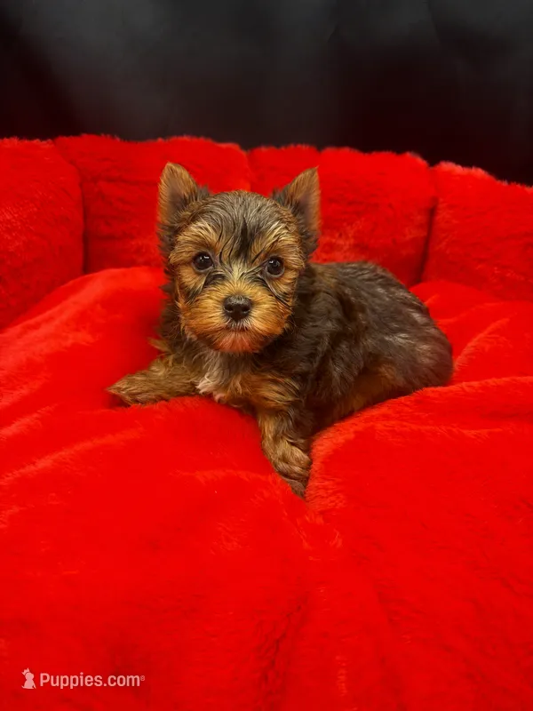 Knox – Yorkshire Terrier puppy for sale in Knoxville, TN