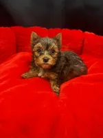 Knox, a male Yorkshire Terrier for sale in Knoxville, TN – 1 of 2