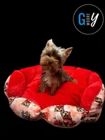 Knox, a male Yorkshire Terrier for sale in Knoxville, TN – 3 of 7
