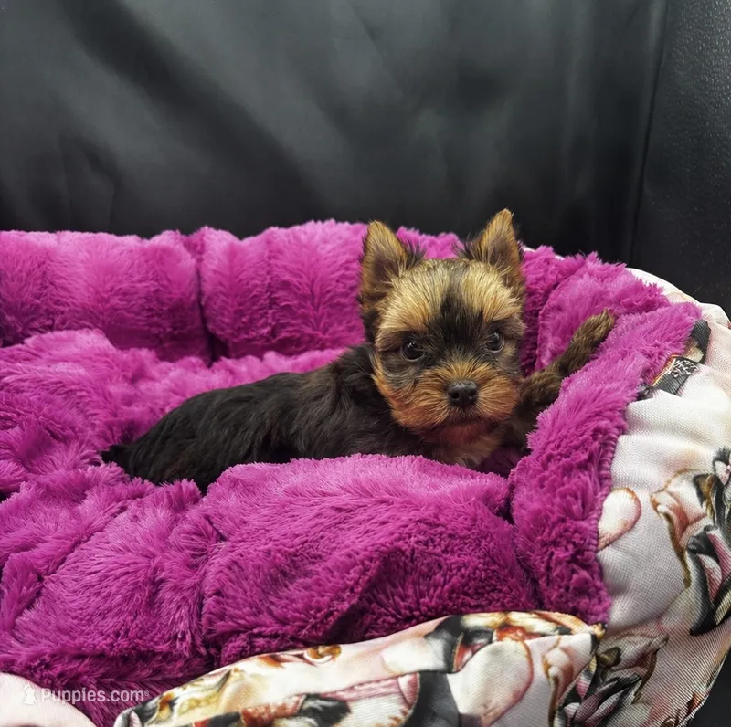 Hazel – Yorkshire Terrier puppy for sale in Knoxville, TN