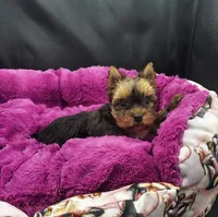 Hazel, a female Yorkshire Terrier for sale in Knoxville, TN – 1 of 2