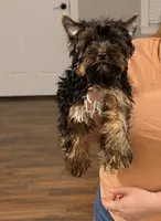 Winston, a male Yorkshire Terrier for sale in Knoxville, TN – 3 of 4