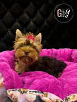 Hazel, a female Yorkshire Terrier for sale in Knoxville, TN – 3 of 7