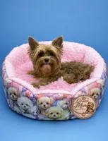 Willow, a female Yorkshire Terrier for sale in Knoxville, TN – 4 of 6