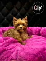 Willow, a female Yorkshire Terrier for sale in Knoxville, TN – 4 of 7