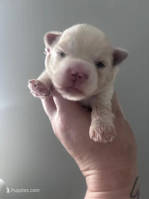 Cookie – Yorkshire Terrier puppy for sale in Knoxville, TN