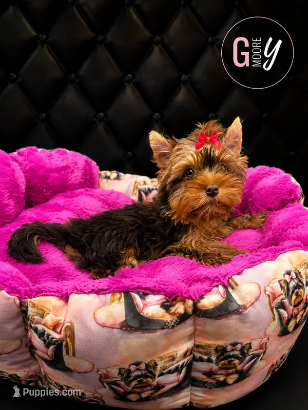 Hazel – Yorkshire Terrier puppy for sale in Knoxville, TN