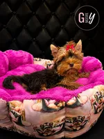 Hazel, a female Yorkshire Terrier for sale in Knoxville, TN – 1 of 7