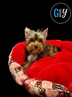 Knox, a male Yorkshire Terrier for sale in Knoxville, TN – 4 of 7